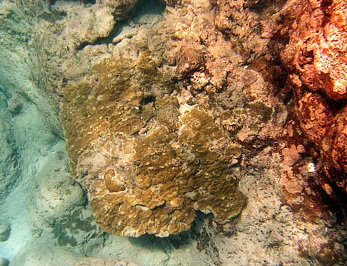  Porites solida (Boulder Coral, Hump Coral)